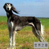 【图】世界上最贵的狗是什么品种让我们了解一下
