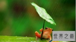 【图】打伞树蛙是真的树蛙自己打伞吗 还是造假呢