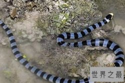 【图】犹如死神一般 世界上最毒的蛇排名