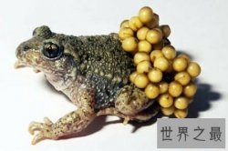 【图】琵琶蟾蜍又叫负子蟾 这种蟾蜍真的十分膈应人