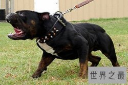 【图】斗犬是一种十分凶猛的犬 而且不易和别的狗狗友