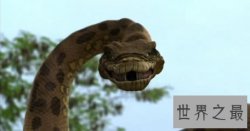 【图】蛇片大全 蛇系列电影大全 胆小者勿看
