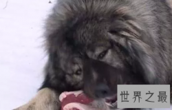 【图】藏獒王九犬一獒九死一生的青狼獒王者归来