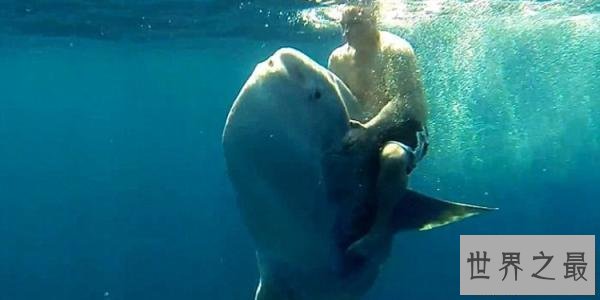 【图】翻车鱼是什么鱼，翻车鱼的死法太仁慈了，竟然