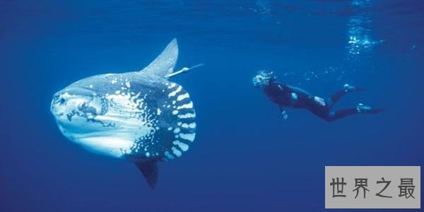 【图】翻车鱼是什么鱼，翻车鱼的死法太仁慈了，竟然