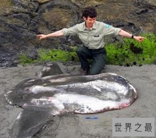 【图】翻车鱼是什么鱼，翻车鱼的死法太仁慈了，竟然