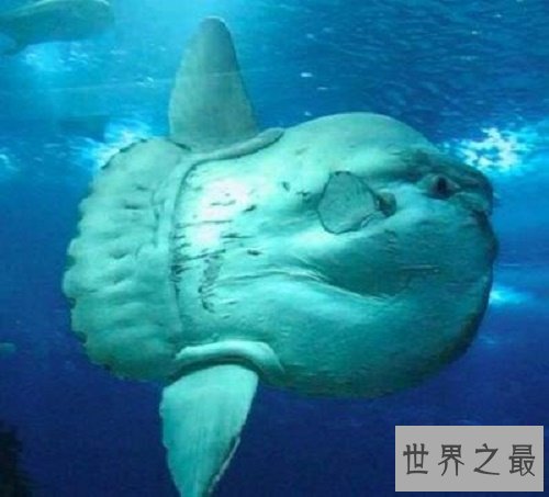 【图】翻车鱼是什么鱼，翻车鱼的死法太仁慈了，竟然