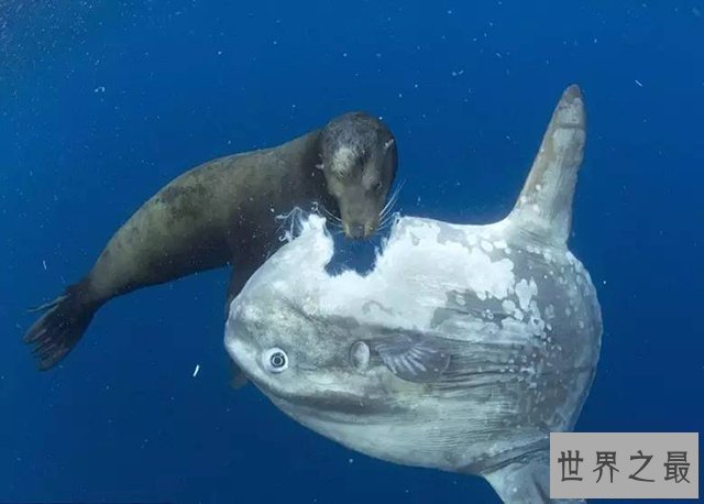 【图】翻车鱼是什么鱼，翻车鱼的死法太仁慈了，竟然