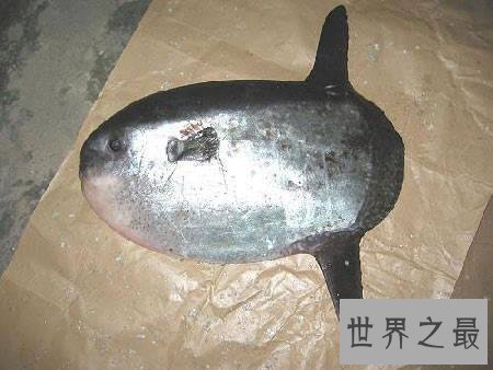 【图】翻车鱼是什么鱼，翻车鱼的死法太仁慈了，竟然