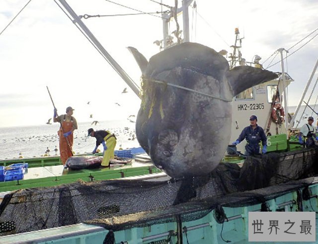 【图】翻车鱼是什么鱼，翻车鱼的死法太仁慈了，竟然