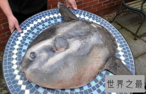 【图】翻车鱼是什么鱼，翻车鱼的死法太仁慈了，竟然