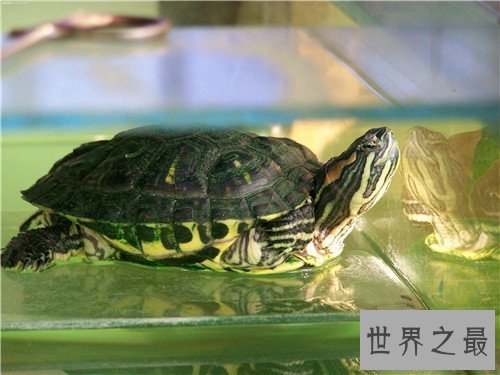 【图】巴西龟的寿命有多长 怎么在家饲养巴西龟