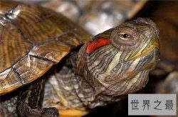 【图】巴西龟的寿命有多长 怎样在家饲养巴西龟