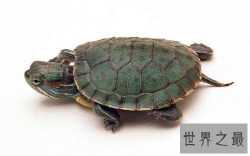 【图】巴西龟的寿命有多长 怎么在家饲养巴西龟