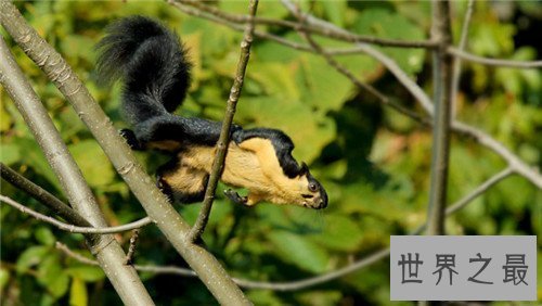 【图】巨松鼠体型如猫 生存在自然森林现在稀少