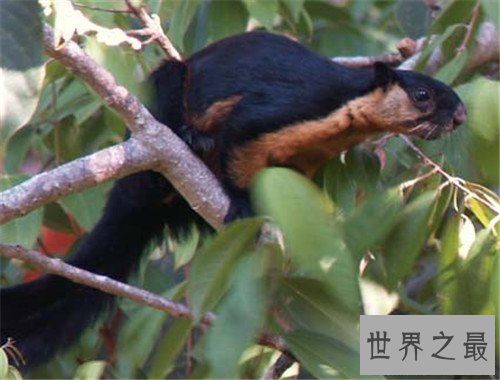 【图】巨松鼠体型如猫 生存在自然森林现在稀少