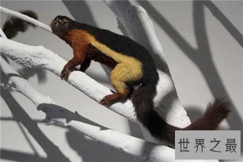 【图】巨松鼠体型如猫 生存在自然森林现在稀少