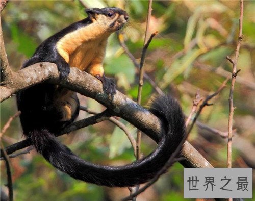 【图】巨松鼠体型如猫 生存在自然森林现在稀少