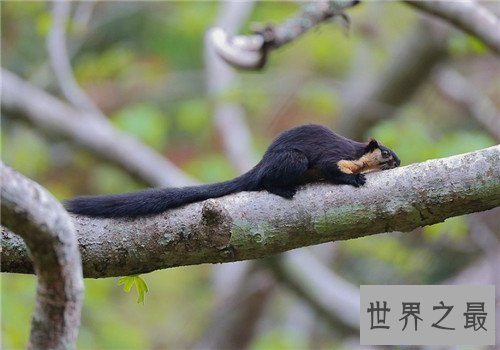 【图】巨松鼠体型如猫 生存在自然森林现在稀少