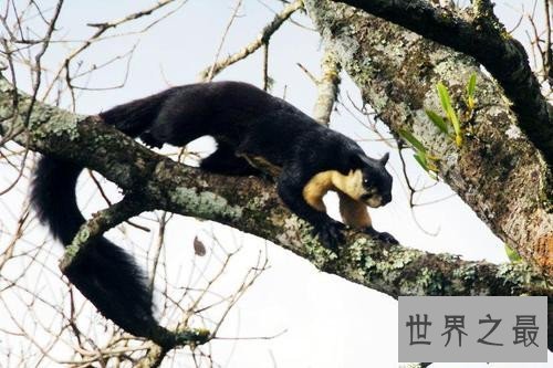 【图】巨松鼠体型如猫 生存在自然森林现在稀少