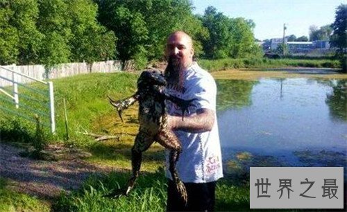 【图】巨蛙生存在非洲 不法分子的买卖使它濒临灭绝