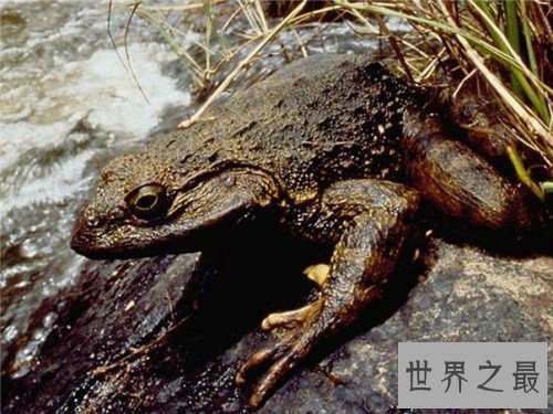【图】巨蛙生存在非洲 不法分子的买卖使它濒临灭绝