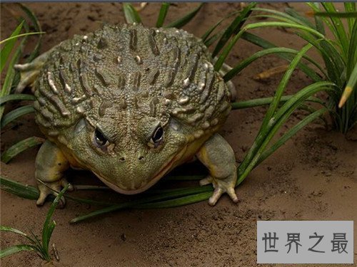 【图】巨蛙生存在非洲 不法分子的买卖使它濒临灭绝
