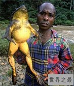 【图】巨蛙生活在非洲 不法分子的交易使它濒临灭绝
