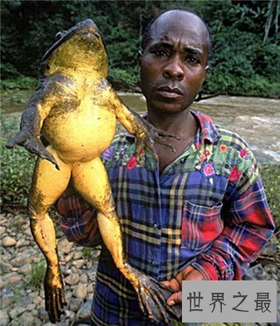 【图】巨蛙生存在非洲 不法分子的买卖使它濒临灭绝