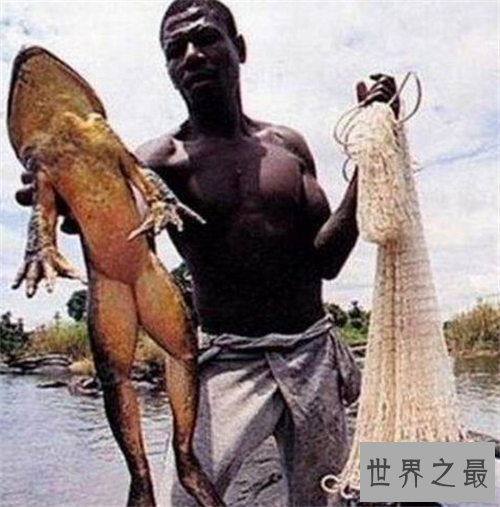 【图】巨蛙生存在非洲 不法分子的买卖使它濒临灭绝