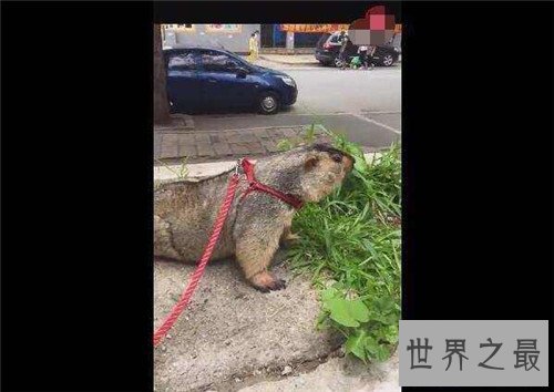 【图】巨型老鼠已被证实真实存在 曾有男子带着一起逛