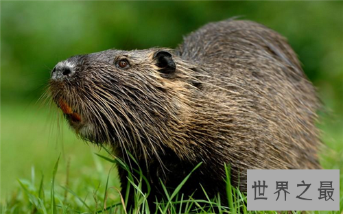 【图】巨型老鼠已被证实真实存在 曾有男子带着一起逛