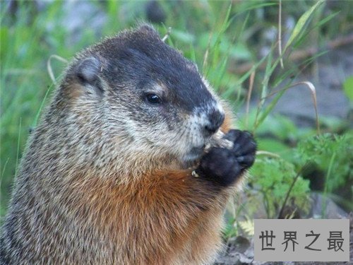 【图】巨型老鼠已被证实真实存在 曾有男子带着一起逛