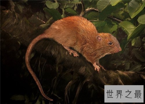 【图】巨型老鼠已被证实真实存在 曾有男子带着一起逛