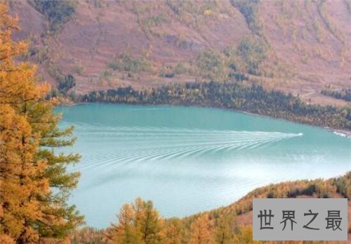 【图】巨型哲罗鲑可谓最厉害咸水鱼 曾被误以为喀纳斯