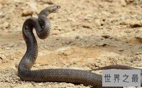 【图】世界十大毒蛇分别是哪些 慢性毒液让你毫无觉察