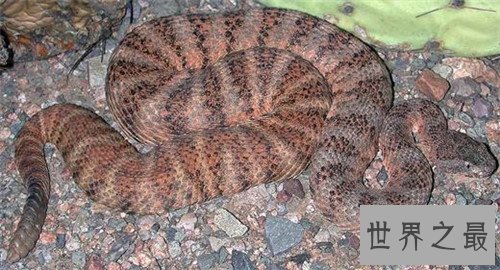 【图】世界十大毒蛇分别是哪些 慢性毒液让你毫无觉察