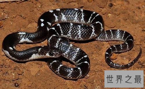 【图】世界十大毒蛇分别是哪些 慢性毒液让你毫无觉察