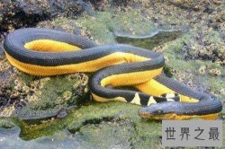 【图】世界十大毒蛇分别是哪些 慢性毒液让你毫无察觉