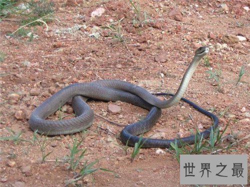【图】世界十大毒蛇分别是哪些 慢性毒液让你毫无觉察