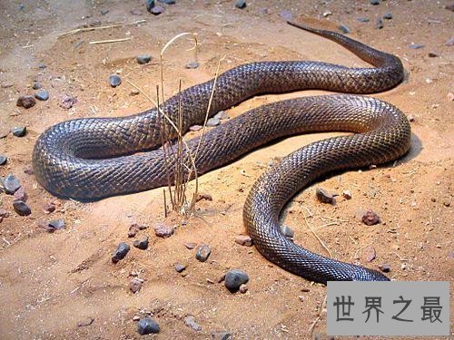 【图】世界十大毒蛇分别是哪些 慢性毒液让你毫无觉察