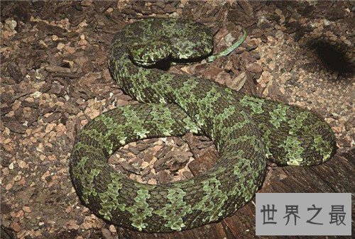 【图】世界十大毒蛇分别是哪些 慢性毒液让你毫无觉察