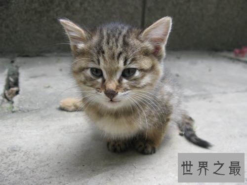 【图】天使猫目击事情通过引见 一种会飞的带翅膀猫