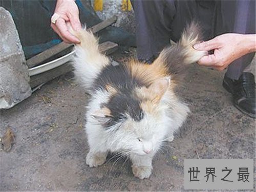 【图】天使猫目击事情通过引见 一种会飞的带翅膀猫