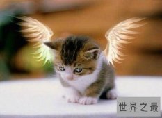 【图】天使猫目击事件经过介绍 一种会飞的带翅膀猫