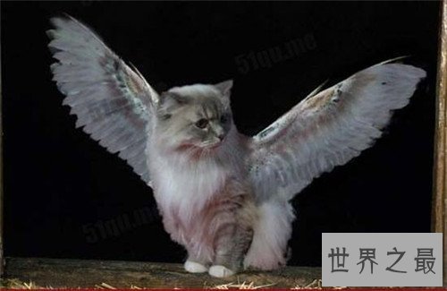 【图】天使猫目击事情通过引见 一种会飞的带翅膀猫