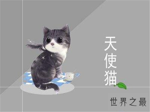 【图】天使猫目击事情通过引见 一种会飞的带翅膀猫