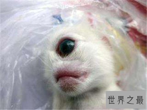 【图】天眼猫是什么意思 生下没多久就难以存活