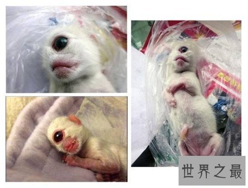 【图】天眼猫是什么意思 生下没多久就难以存活