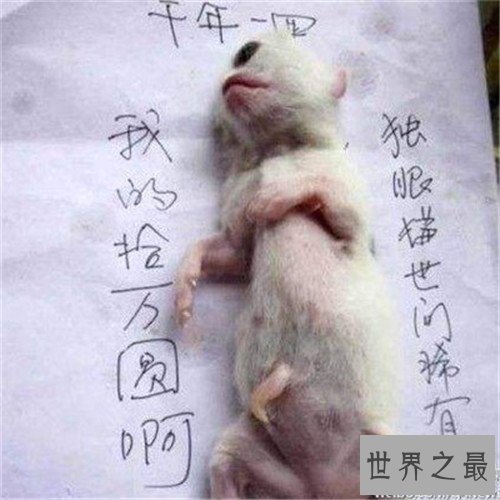 【图】天眼猫是什么意思 生下没多久就难以存活